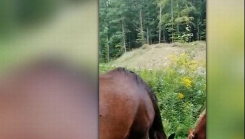Konie zwiedzały okolice Świdnicy. Policjanci złapali zwierzęta i przekazali opiekunce