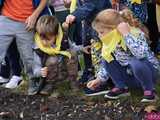 [FOTO] Zasadzili żonkile, które wiosną stworzą żółte Pola Nadziei. Rozpoczęto kolejną edycję akcji świdnickiego hospicjum
