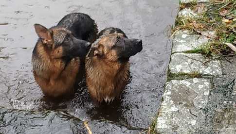 [FOTO] Dwa psy wpadły do rzeki. Z pomocą ruszyli strażacy