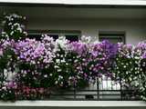 [FOTO] Doceniono najpiękniejsze balkony, okna i posesje w Świebodzicach