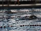 [FOTO] Popłynęli po rekord Świdnicy. Zobacz, jakie odległości udało się pokonać w wodzie najbardziej wprawionym pływakom
