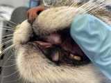 Trzy urocze kotki trafiły do schroniska w bardzo złym stanie. Brakuje środków na ich pilne leczenie! 