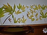 grafika