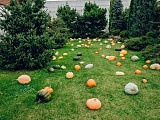 grafika