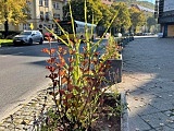 Nowe donice z roślinami na Alei Wyzwolenia [Foto]