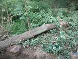Dokonali nielegalnej wycinki drzew i wygenerowali straty na kwotę 28 tys. złotych. Grozi im 5 lat więzienia [FOTO]