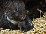 Nowi mieszkańcy ZOO Wrocław