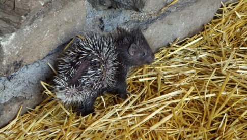 Nowi mieszkańcy ZOO Wrocław