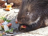 Nowi mieszkańcy ZOO Wrocław