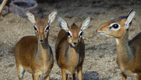 Kolejny maluch przyszedł na świat w Zoo Wrocław