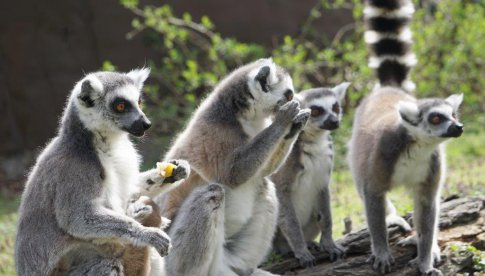 Zoo Wrocław: już jutro w domowym zoo będzie można zobaczyć małe lemury katta!