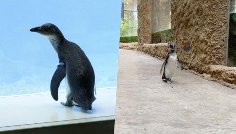 Młode pingwiny przylądkowe na spacerze z opiekunami po Afrykarium 
