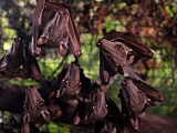 Nowy gatunek: nietoperz młotogłów wielkogłowy we wrocławskim zoo