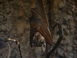 Nowy gatunek: nietoperz młotogłów wielkogłowy we wrocławskim zoo