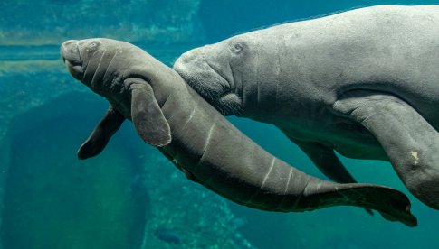Sensacja we wrocławskim zoo – kolejny manat przyszedł na świat