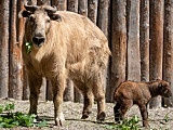 zoo wrocław