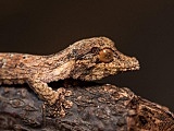 zoo wrocław