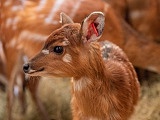 zoo wrocław