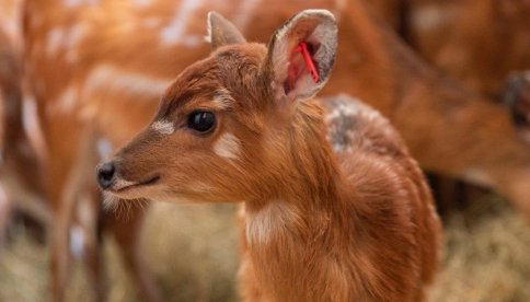 zoo wrocław