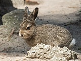 zoo wrocław