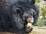 zoo wrocław