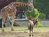 zoo wrocław