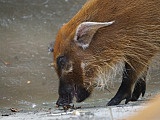 zoo wrocław