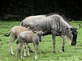 zoo wrocław