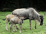 zoo wrocław