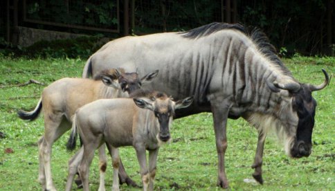 zoo wrocław