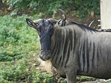 zoo wrocław