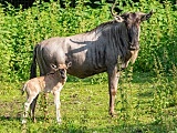 zoo wrocław