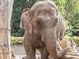 dzień słonia