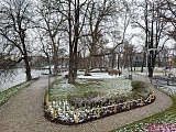 [FOTO] Wiosenny śnieg we Wrocławiu