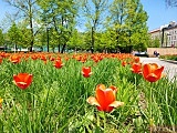 [FOTO] Kilkanaście tysięcy tulipanów kwitnie w centrum Wrocławia