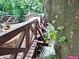 [FOTO] Drzewo runęło na kładkę św. Antoniego nad miejską fosą. Zniszczenia wymusiły zamknięcie mostu