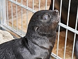 Uroczy kotik afrykański urodził się we wrocławskim ZOO