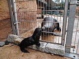 Uroczy kotik afrykański urodził się we wrocławskim ZOO