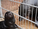 Uroczy kotik afrykański urodził się we wrocławskim ZOO