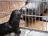 Uroczy kotik afrykański urodził się we wrocławskim ZOO