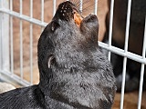 Uroczy kotik afrykański urodził się we wrocławskim ZOO