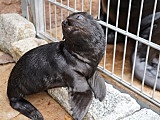 Uroczy kotik afrykański urodził się we wrocławskim ZOO