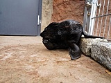 Uroczy kotik afrykański urodził się we wrocławskim ZOO