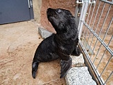 Uroczy kotik afrykański urodził się we wrocławskim ZOO