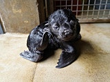 Uroczy kotik afrykański urodził się we wrocławskim ZOO