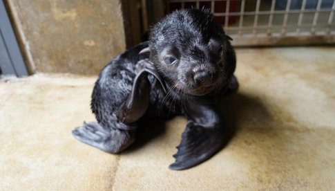 Uroczy kotik afrykański urodził się we wrocławskim ZOO