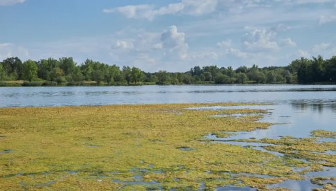 >>> ZATRUCIE ODRY | Złote algi w Odrze to już nie hipoteza. Szkodliwe drobnoustroje potwierdzone w próbkach wody