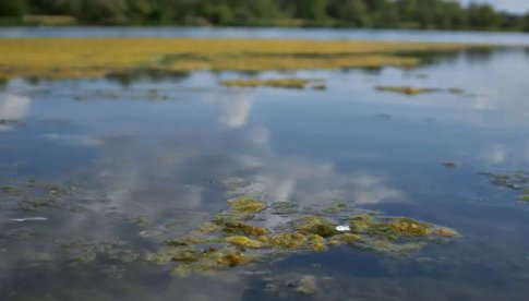 >>> ZATRUCIE ODRY | Toksyczne tzw. złote algi w Odrze. Niemiecki instytut wydał komunikat