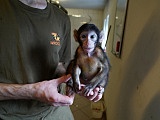 Mały makak Sunny pod opieką tymczasowego taty [Foto]