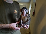 Mały makak Sunny pod opieką tymczasowego taty [Foto]